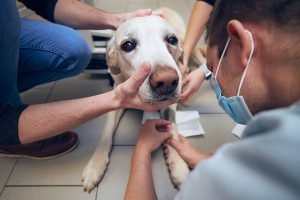 Birth Control Your Pet in Ethiopia: Benefits& Aftercare