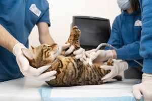 Pet Vaccination Schedule: Essential Shots for Dogs & Cats